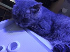 -喵园·猫主题咖啡厅·撸猫·猫咖(国贸店)