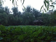 景点-莲湖公园