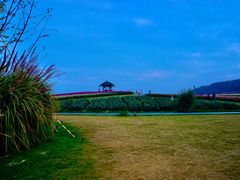 -径山花海