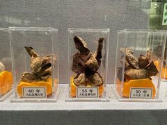 -北京中医药大学-中医药博物馆
