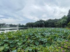 -荔湾湖公园