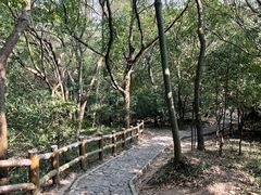 -上海佘山国家森林公园天马山园