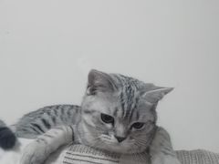 -瑞派福兴宠物医院犬猫全科·骨科·中西医结合(河东店)