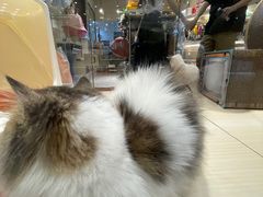 -momokira米努特·德文卷毛猫·棉花面纱犬