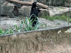 -清迈夜间动物园