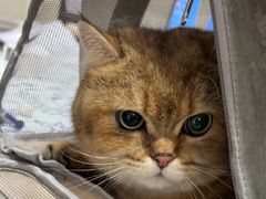 -爱哆宠物医院·骨科·外科·猫科