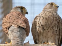 -鸿运楼烤鸭店(天桥店)