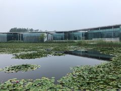 -微山湖红荷湿地景区