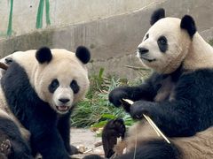 -中国大熊猫保护研究中心雅安碧峰峡基地