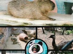 -大连森林动物园