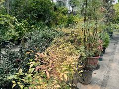 -双季花艺园艺市场(浦东店)