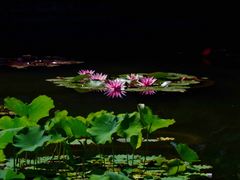 -国家植物园南园