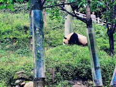 -中国大熊猫保护研究中心雅安碧峰峡基地
