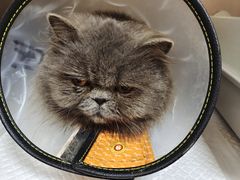 -瑞鹏宠物医院犬猫全科(真大分院)