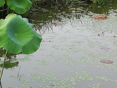 -东郊湿地公园