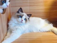 -猫十亿·布偶金渐层·曼基康矮脚猫舍(青年路店)