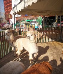 -萌宠亲子动物乐园(槐房万达店)