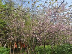 -洛阳市隋唐城遗址植物园