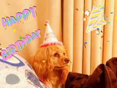 -pd派德宠物中心医院24H急重症·眼科中心·血液透析中心(嵩山北路店)