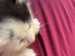 -瑞派福兴宠物医院犬猫全科·骨科·中西医结合(河东店)