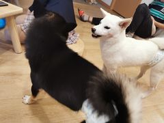 -南京Hallo宠物乐园·哈罗犬舍·柴犬繁育基地