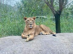 -北京野生动物园