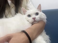 -北京观赏动物医院·24小时大型综合·猫专科·异宠专科