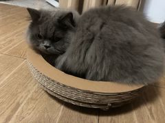 -古乐牛香·鲜牛肉牛杂火锅(新区店)