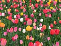 -大宁郁金香公园-停车场