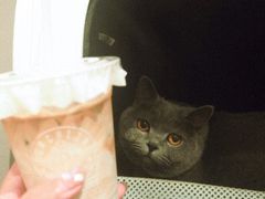 -Punchline Coffee&Roaster(同济大学店)