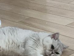 -伟伟宠物医院·瑞派猫友好医院·猫科(光谷店)