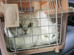 -伟伟宠物医院·CT影像中心·瑞派犬猫综合性门诊(汉口总院)