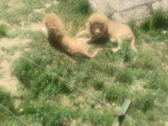 -新疆天山野生动物园