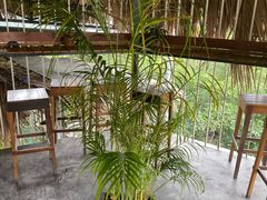-Rainforest