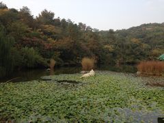 景点-天目湖山水园