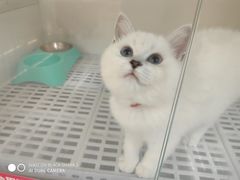 -lincat·猫舍(广州店)