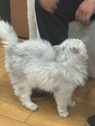 -小部落•刺青•穿孔饰品•海娜纹身