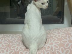 -猫大福·Fortune Cat猫舍(百子湾店)