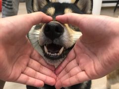 -柴迷FANS CLUB·柴犬狗咖·猫咖