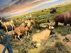 -陕西自然博物馆