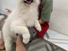 -星多哈·狗咖·拼豆·咖啡