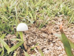 -大姆山草场