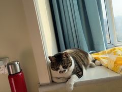 -宠爱国际动物医院·消化内科·心肾内科·ISFM猫友好(望京店)