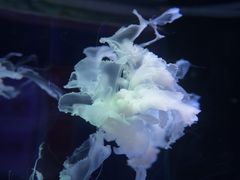 -左海海底世界