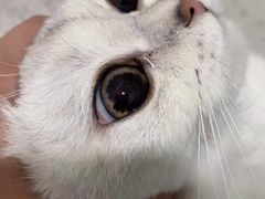 -四月宠物医院·猫专科·心脏专科·内科(转塘店)