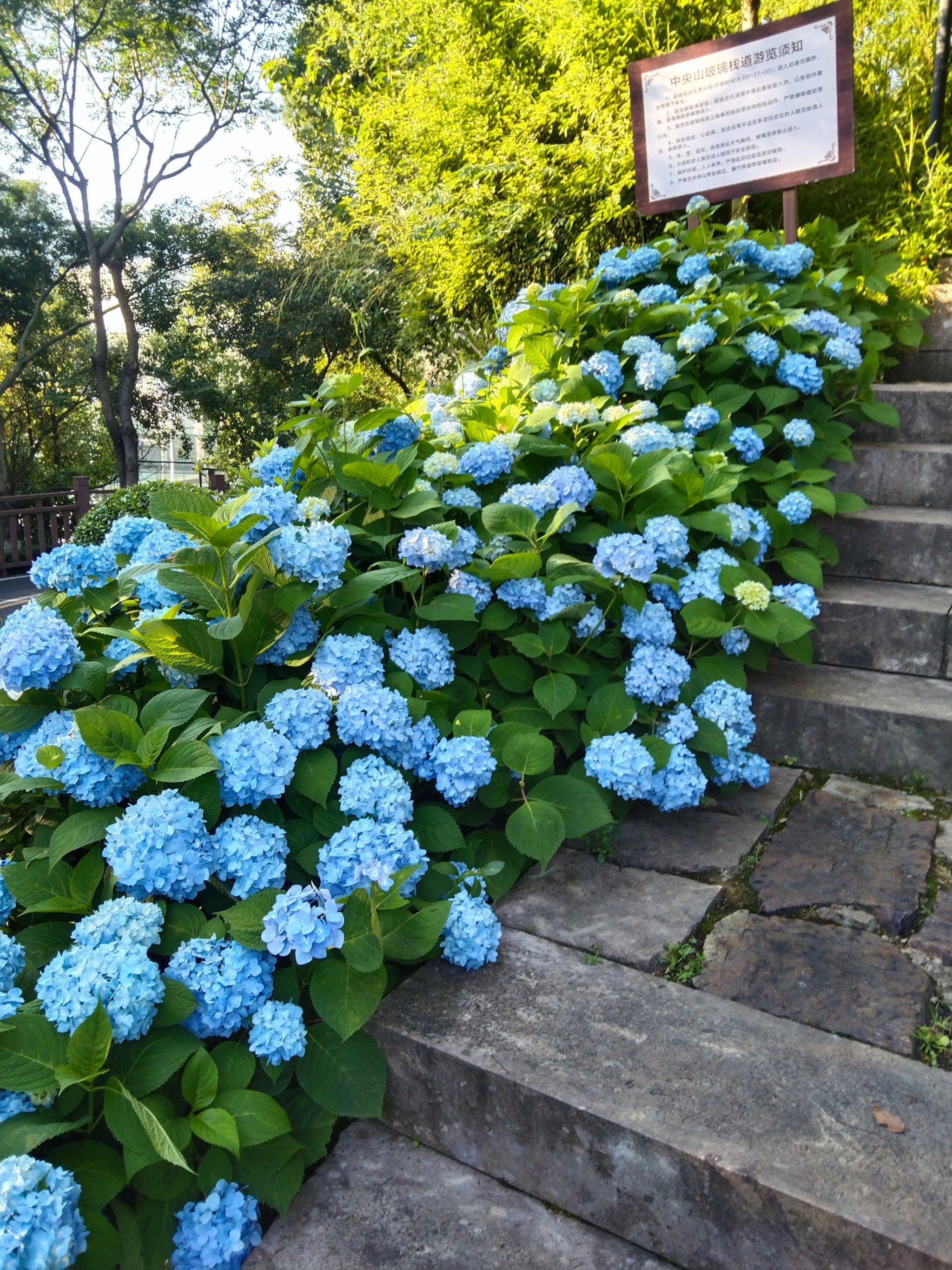 漫步花丛,心情美丽如画,公园的绣球花开了