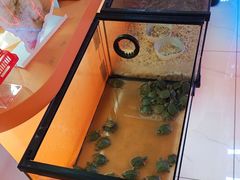 -可爱抓 COCO  GOTCHA(天津鹏欣水游城店)