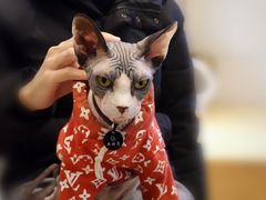 -啵啵喵·猫咖(攀华国际店)