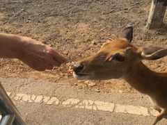 -清迈夜间动物园