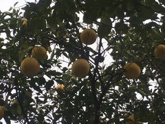 -昆山城市生态森林公园